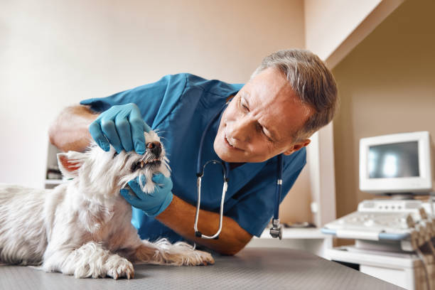 Best Weekend Emergency Dentist in Campbelltown, PA